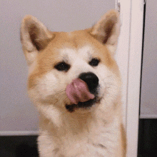 Go to Akita page