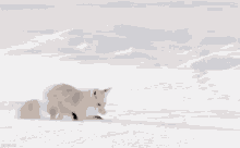 Go to Arctic Fox page