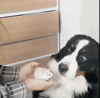 Go to Bernese Mountain Dog page