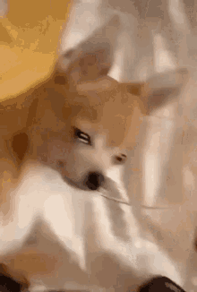Go to Chihuahua page