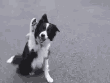 Go to Collie page