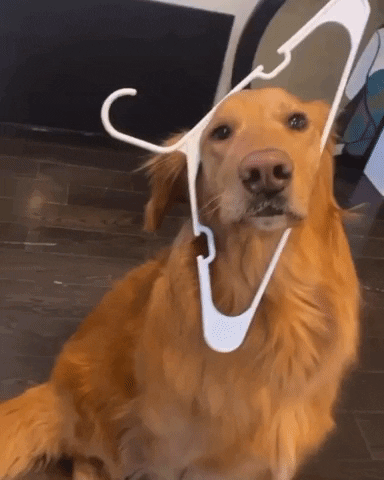 Go to Golden Retriever page
