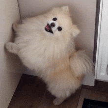 Go to Pomeranian page