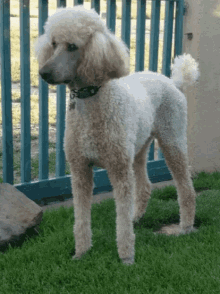 Go to Poodle page