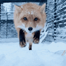 Go to Red Fox page