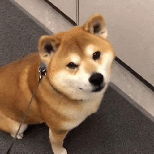 Go to Shiba Inu page