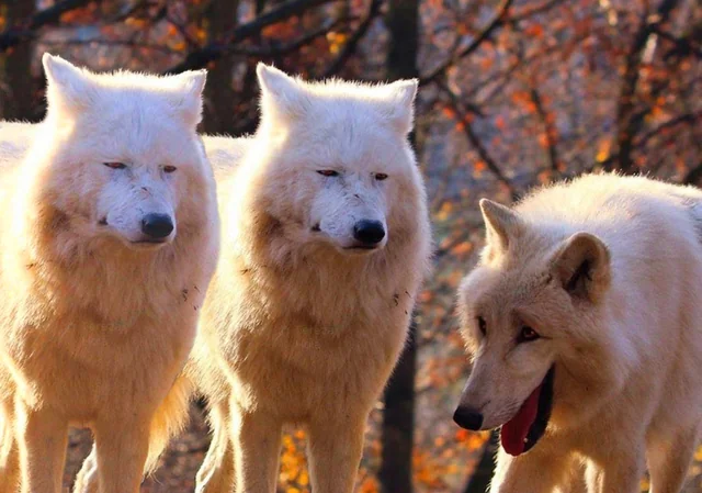 Go to Wolf page